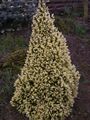 Picea glauca Daisy's White Świerk biały